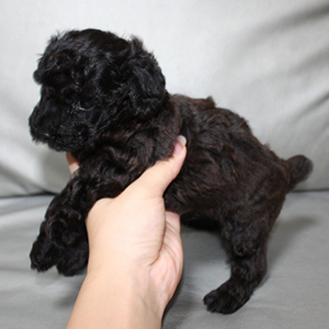 トイプードルのブラックの男の子｜2025年10月3日生まれ｜No.10947｜画像1枚目