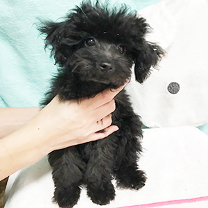 トイプードルのブラックの男の子｜2025年8月22日生まれ｜No.10951｜画像0枚目