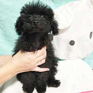 トイプードルのブラックの男の子｜2025年8月22日生まれ｜No.10951｜画像1枚目
