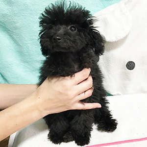 トイプードルのブラックの男の子｜2025年8月22日生まれ｜No.10951｜画像2枚目