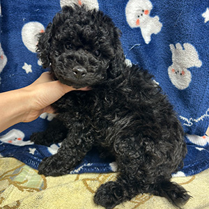 トイプードルのブラックの男の子｜2025年9月20日生まれ｜No.10997｜画像1枚目