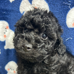 トイプードルのブラックの男の子｜2025年9月20日生まれ｜No.10997｜画像2枚目