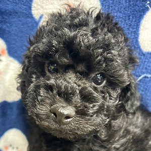 トイプードルのブラックの男の子｜2025年9月20日生まれ｜No.10997｜画像3枚目