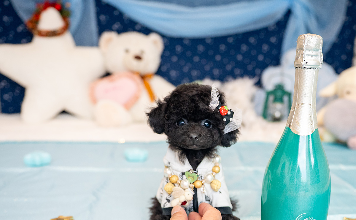 ティーカッププードルのブラックの男の子｜2025年9月27日生まれ｜No.10957｜画像2枚目