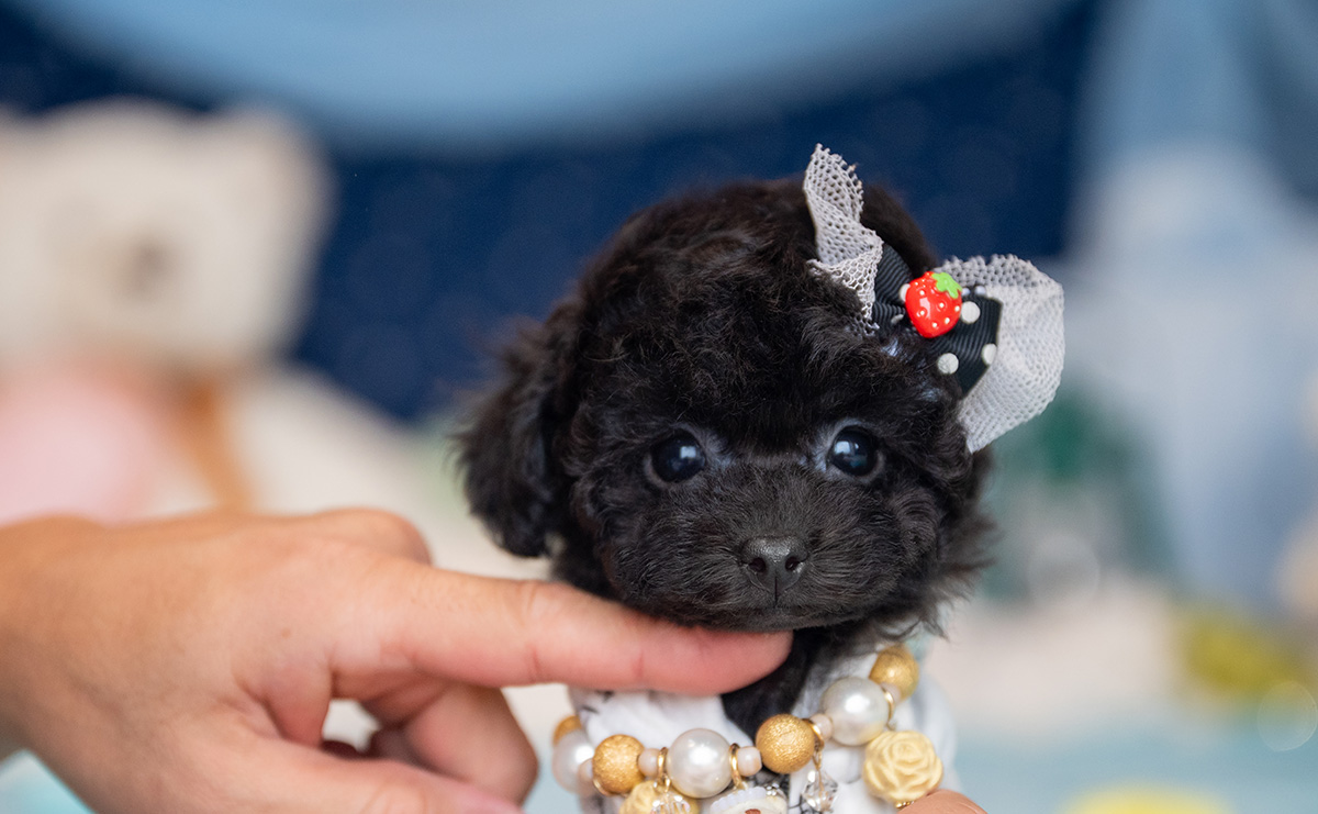 ティーカッププードルのブラックの男の子｜2025年9月27日生まれ｜No.10957｜画像0枚目