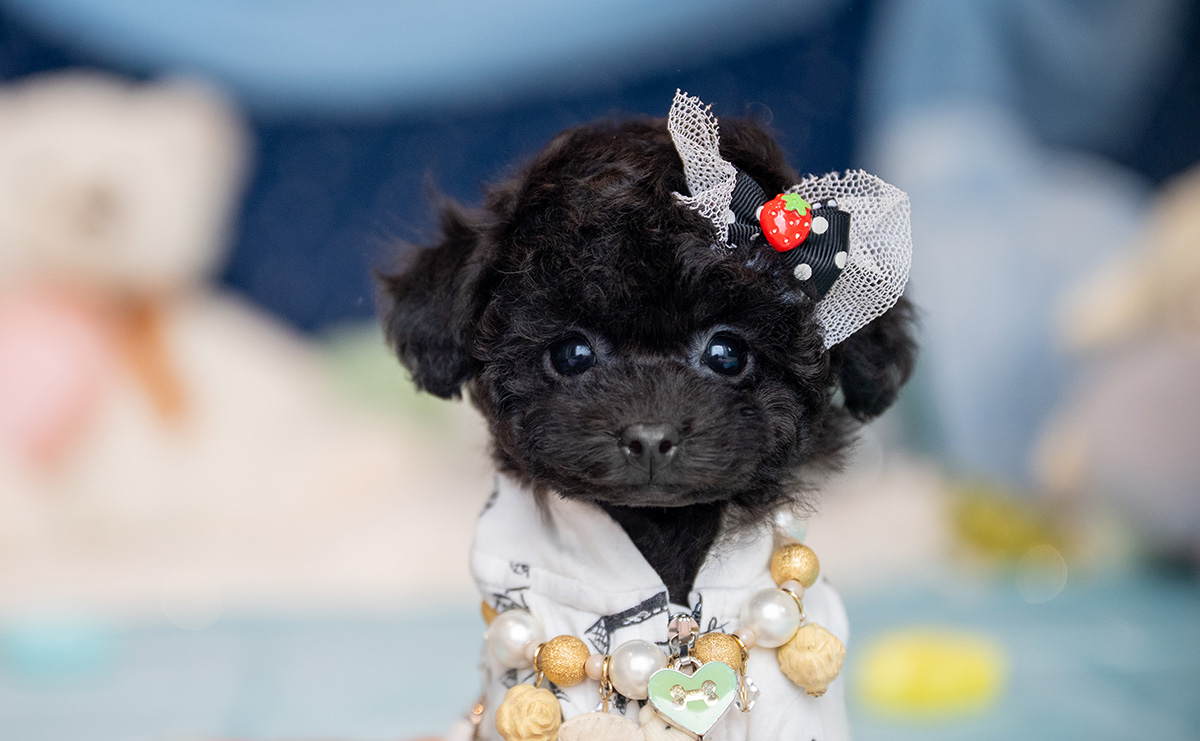 ティーカッププードルのブラックの男の子｜2025年9月27日生まれ｜No.10957｜画像5枚目