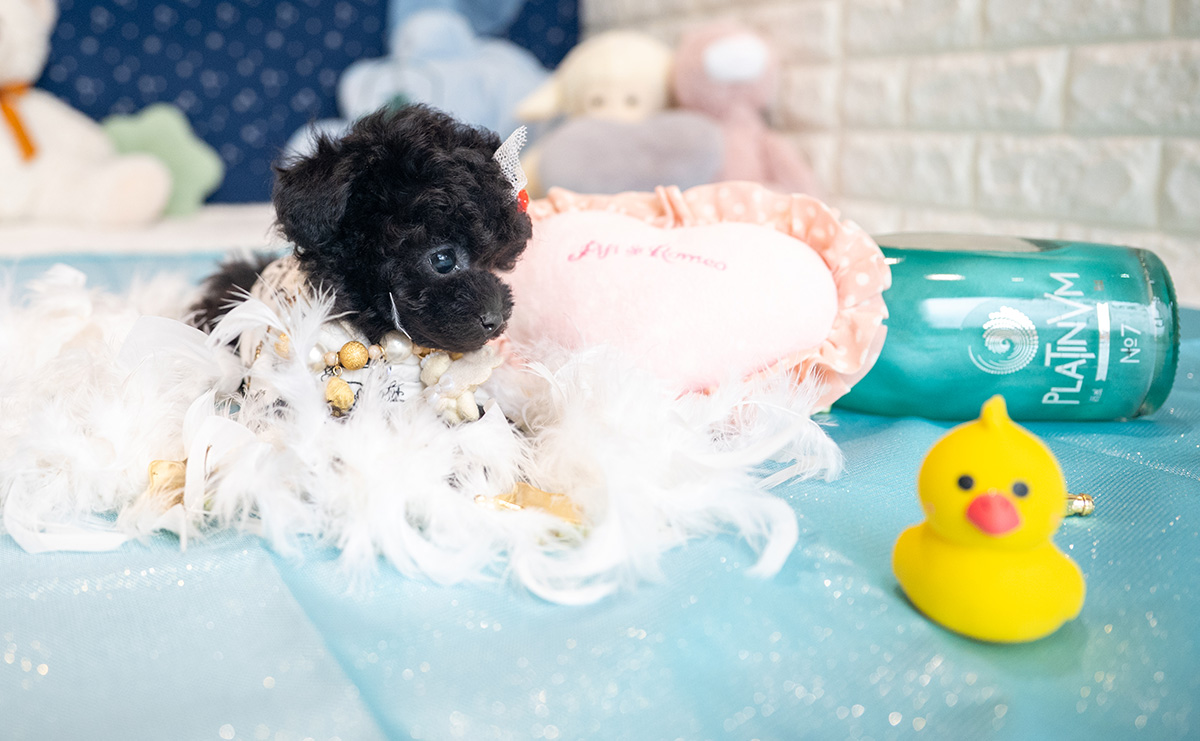 ティーカッププードルのブラックの男の子｜2025年9月27日生まれ｜No.10957｜画像6枚目