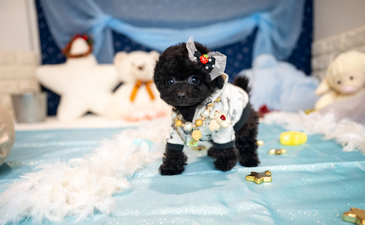 ティーカッププードルのブラックの男の子｜2025年9月27日生まれ｜No.10957｜画像7枚目