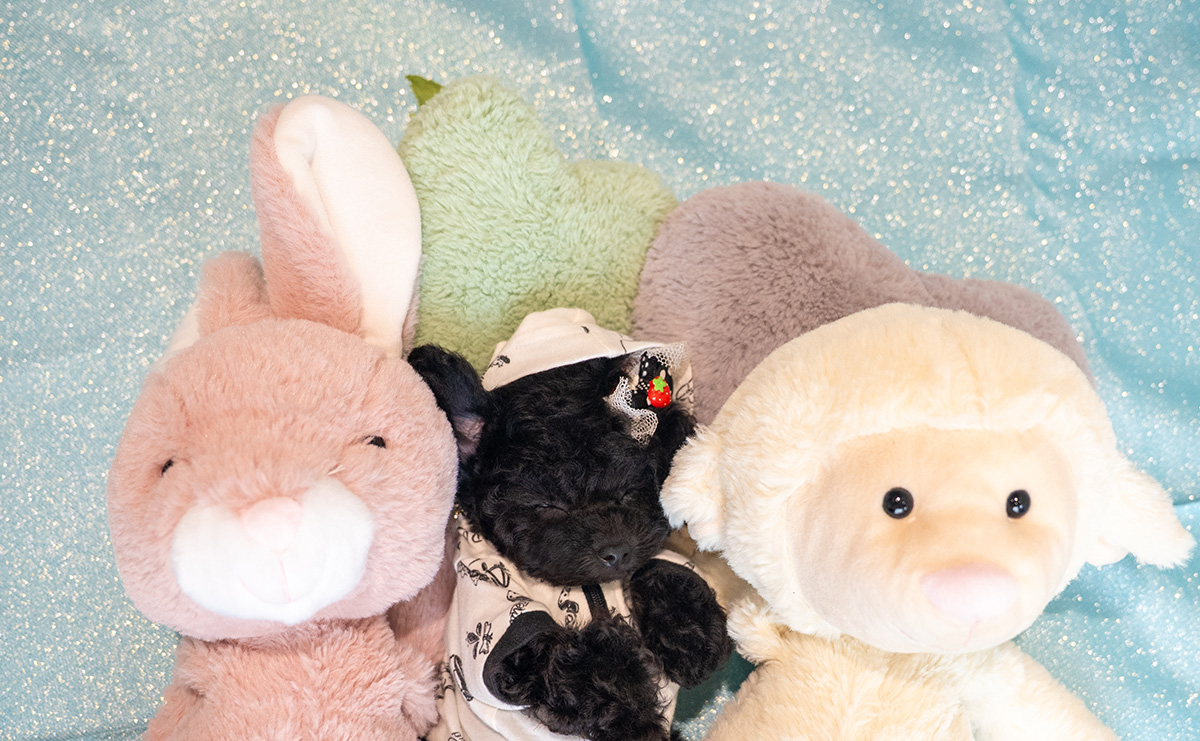 ティーカッププードルのブラックの男の子｜2025年9月27日生まれ｜No.10957｜画像8枚目