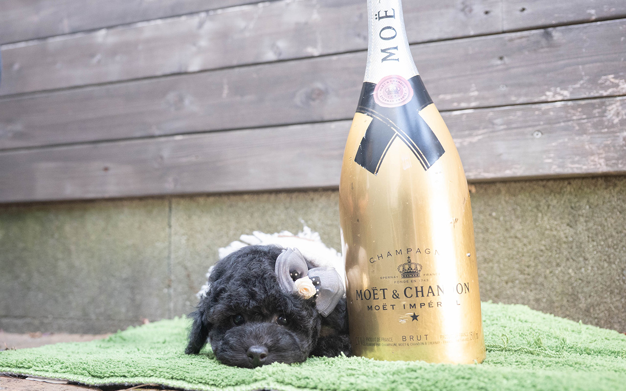 トイプードルのブラックの男の子｜2025年9月27日生まれ｜No.10966｜画像2枚目