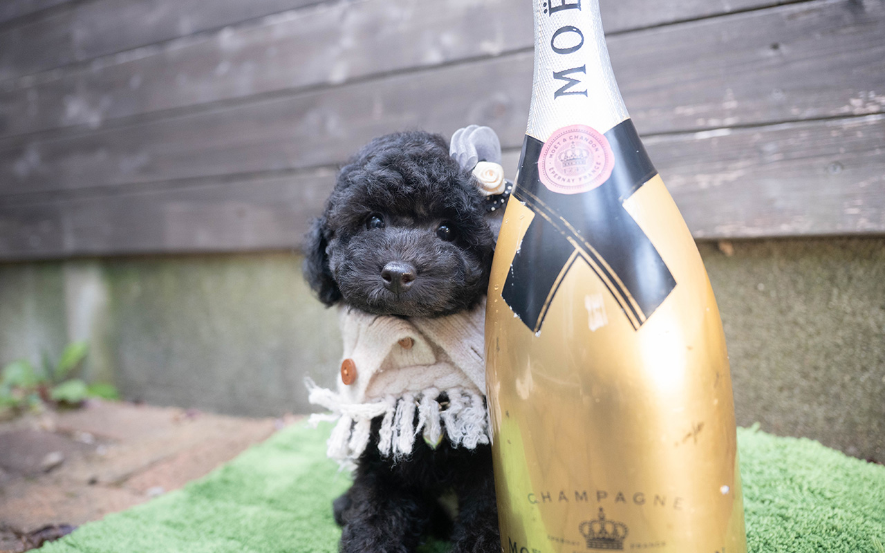 トイプードルのブラックの男の子｜2025年9月27日生まれ｜No.10966｜画像3枚目