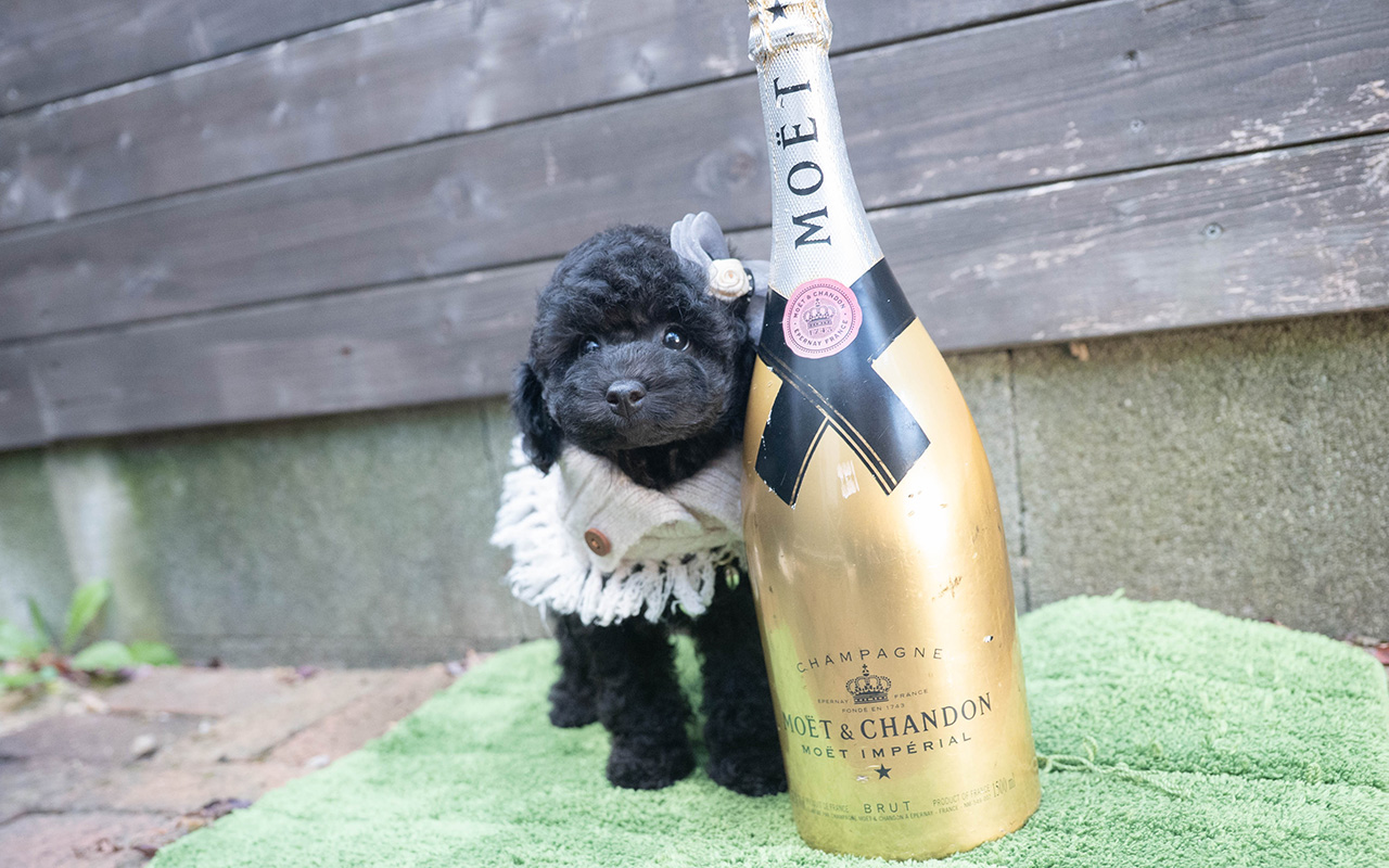 トイプードルのブラックの男の子｜2025年9月27日生まれ｜No.10966｜画像4枚目