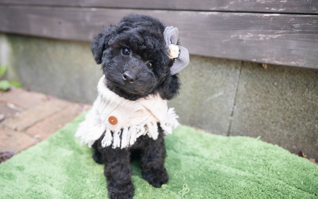トイプードルのブラックの男の子｜2025年9月27日生まれ｜No.10966｜画像5枚目