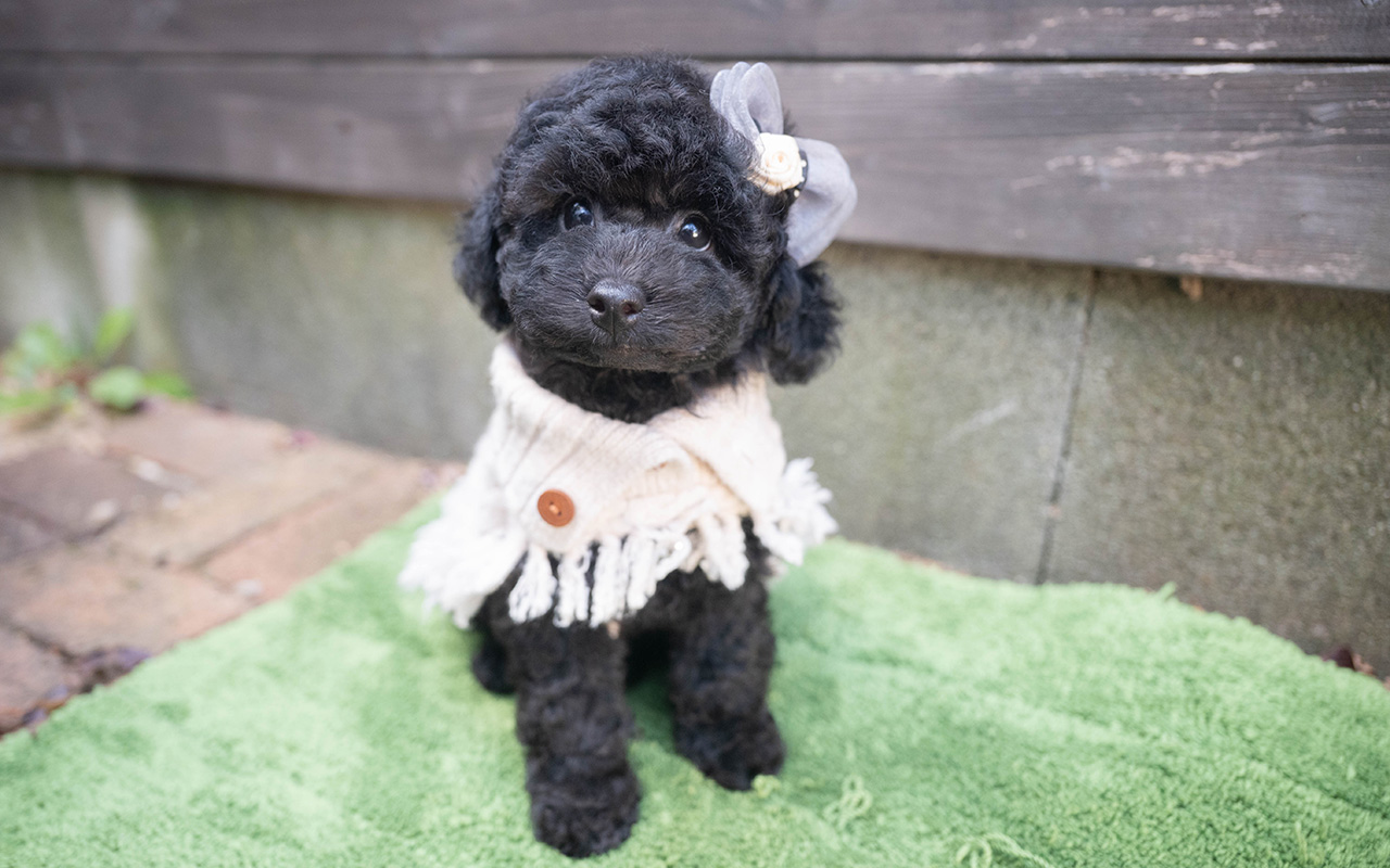 トイプードルのブラックの男の子｜2025年9月27日生まれ｜No.10966｜画像1枚目