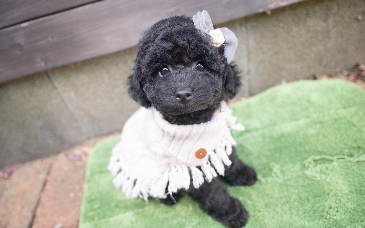 トイプードルのブラックの男の子｜2025年9月27日生まれ｜No.10966｜画像0枚目