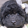 トイプードルのブラックの男の子（2025年9月27日生まれ）