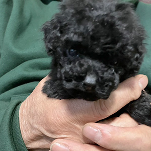 タイニープードルのブラックの男の子｜2025年11月12日生まれ｜No.11027｜画像1枚目