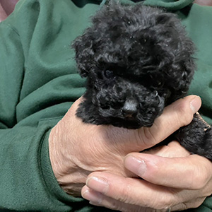 タイニープードルのブラックの男の子｜2025年11月12日生まれ｜No.11027｜画像2枚目
