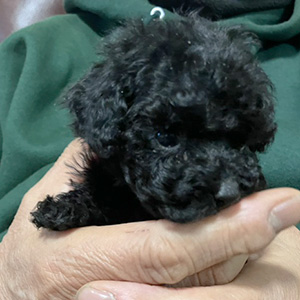 タイニープードルのブラックの男の子｜2025年11月12日生まれ｜No.11027｜画像3枚目