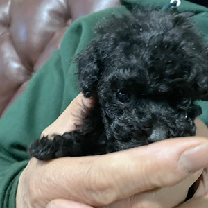 タイニープードルのブラックの男の子｜2025年11月12日生まれ｜No.11027｜画像4枚目