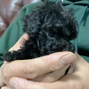 タイニープードルのブラックの男の子｜2025年11月12日生まれ｜No.11027｜画像5枚目