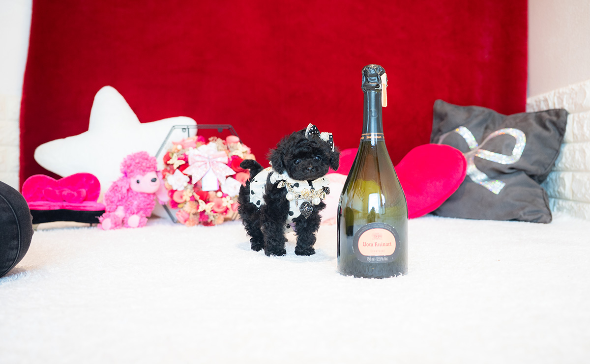 ティーカッププードルのブラックの女の子｜2025年11月5日生まれ｜No.11030｜画像2枚目