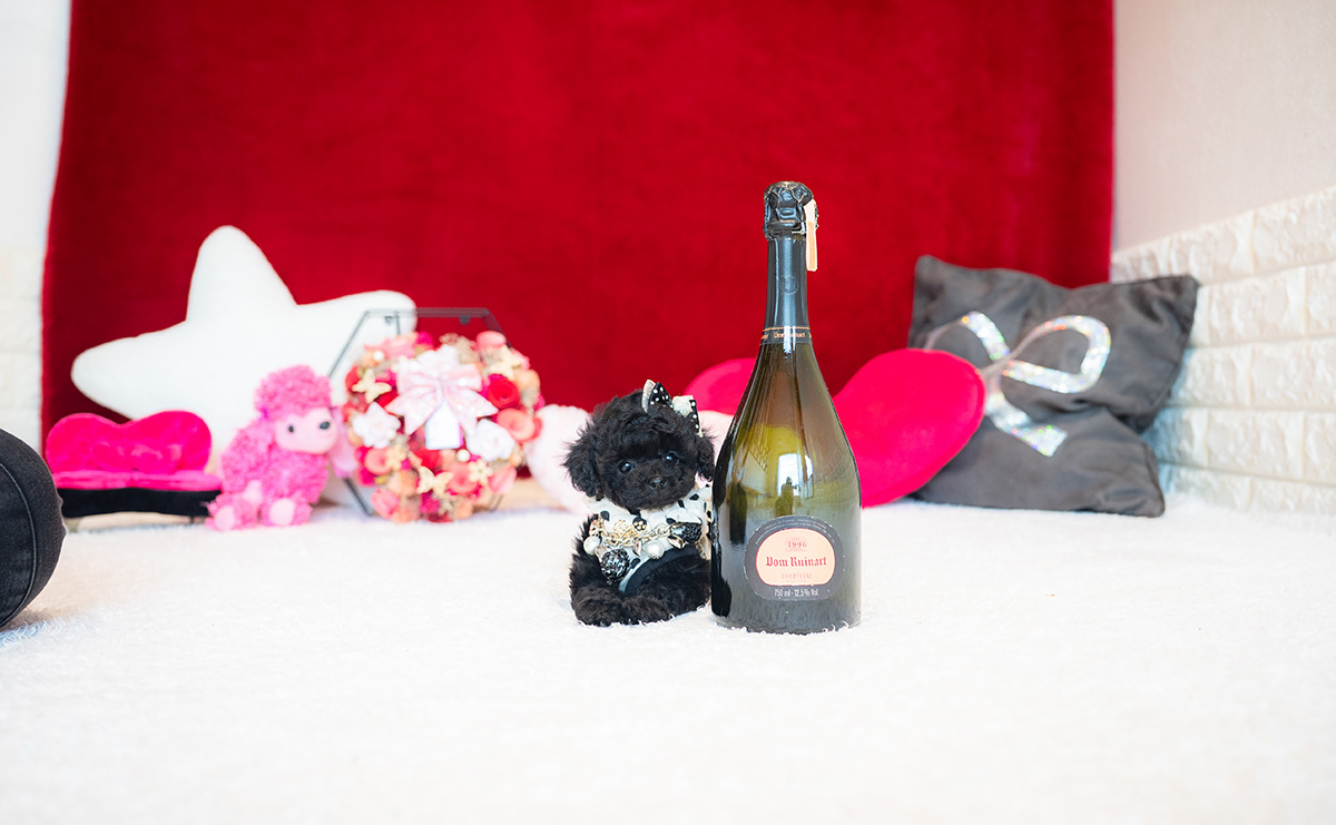 ティーカッププードルのブラックの女の子｜2025年11月5日生まれ｜No.11030｜画像3枚目