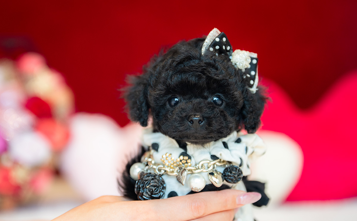 ティーカッププードルのブラックの女の子｜2025年11月5日生まれ｜No.11030｜画像5枚目