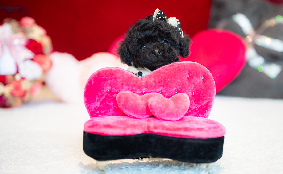 ティーカッププードルのブラックの女の子｜2025年11月5日生まれ｜No.11030｜画像7枚目