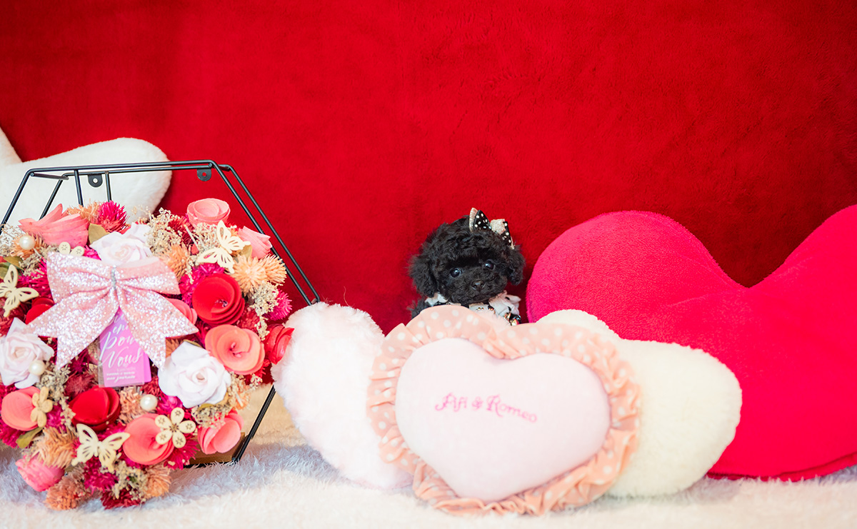 ティーカッププードルのブラックの女の子｜2025年11月5日生まれ｜No.11030｜画像4枚目