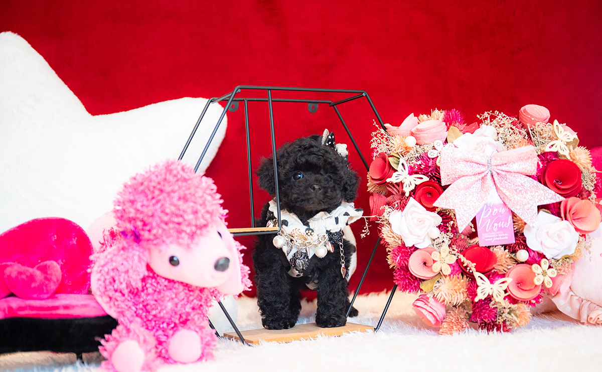 ティーカッププードルのブラックの女の子｜2025年11月5日生まれ｜No.11030｜画像6枚目