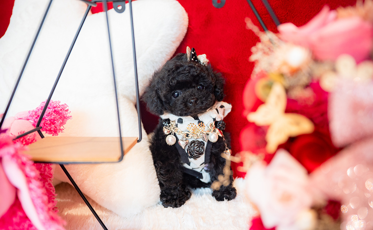 ティーカッププードルのブラックの女の子｜2025年11月5日生まれ｜No.11030｜画像0枚目