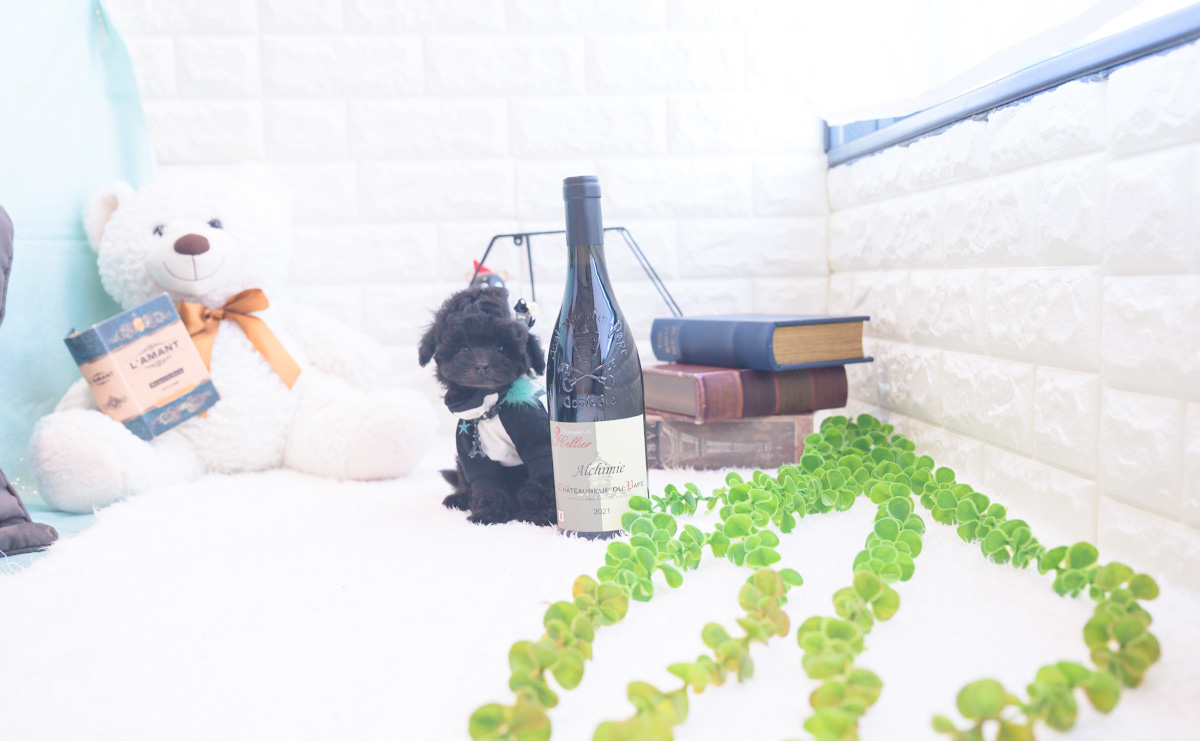 ティーカッププードルのブラックの男の子｜2025年11月25日生まれ｜No.11067｜画像1枚目