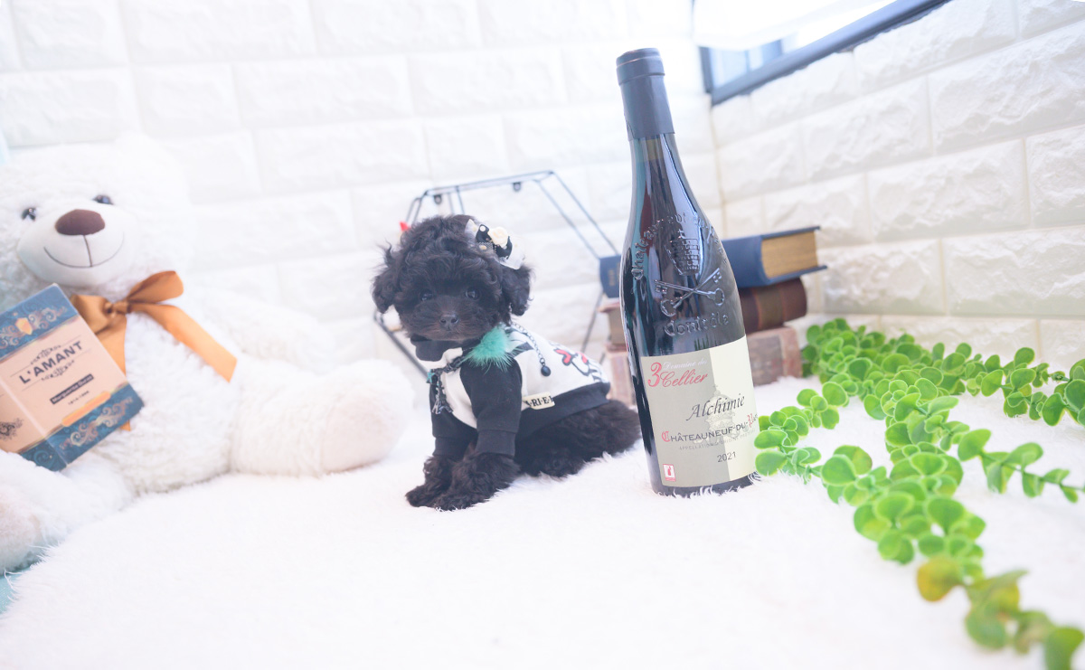 ティーカッププードルのブラックの男の子｜2025年11月25日生まれ｜No.11067｜画像2枚目