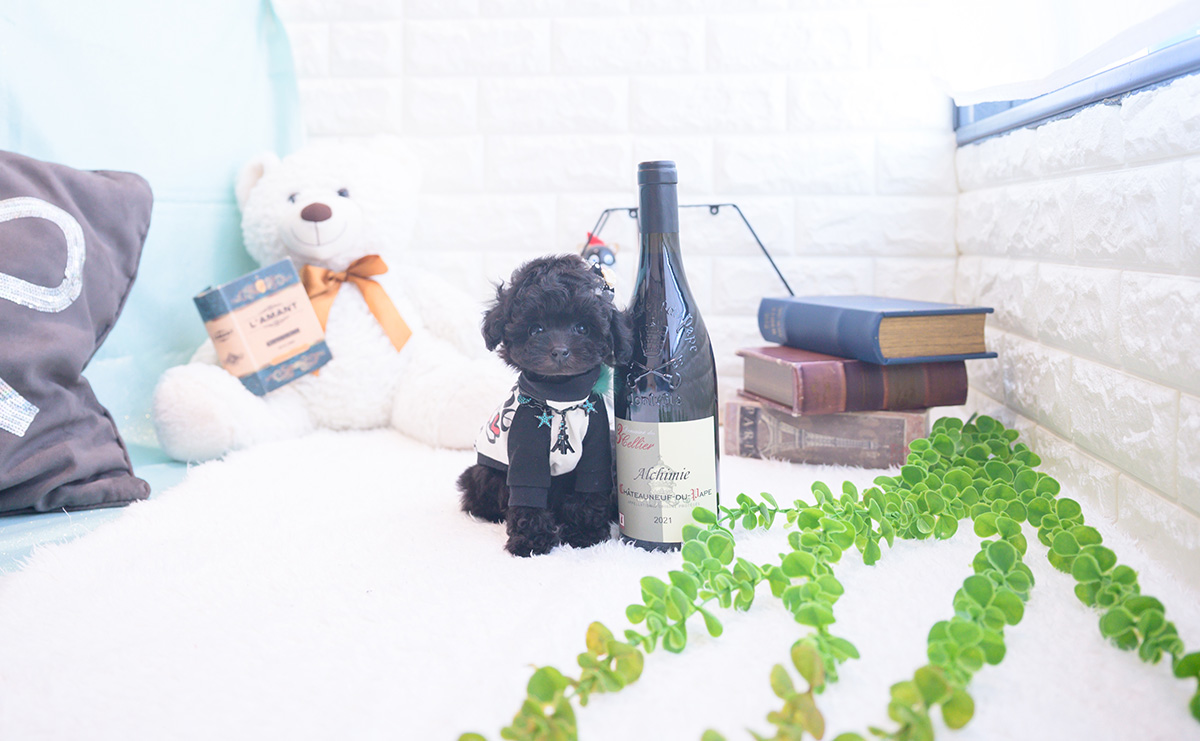 ティーカッププードルのブラックの男の子｜2025年11月25日生まれ｜No.11067｜画像3枚目