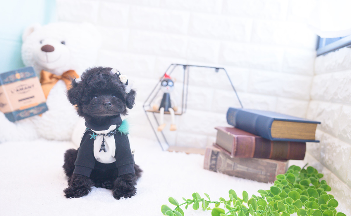 ティーカッププードルのブラックの男の子｜2025年11月25日生まれ｜No.11067｜画像6枚目