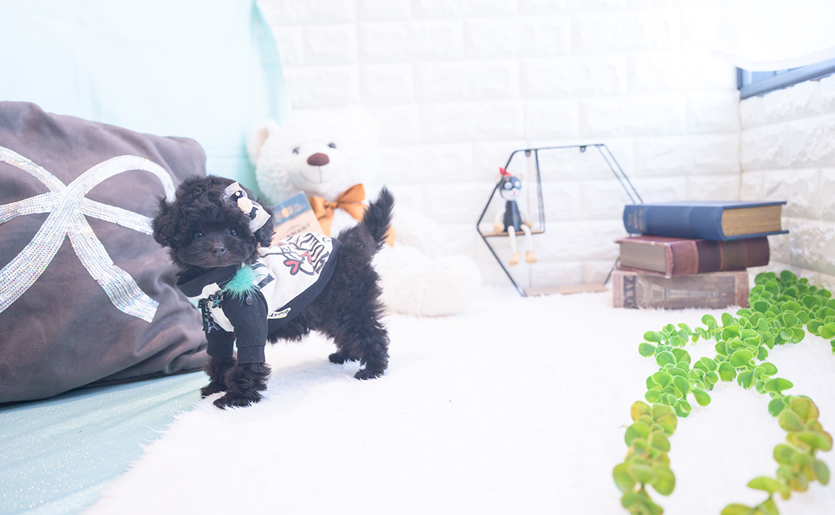 ティーカッププードルのブラックの男の子｜2025年11月25日生まれ｜No.11067｜画像7枚目