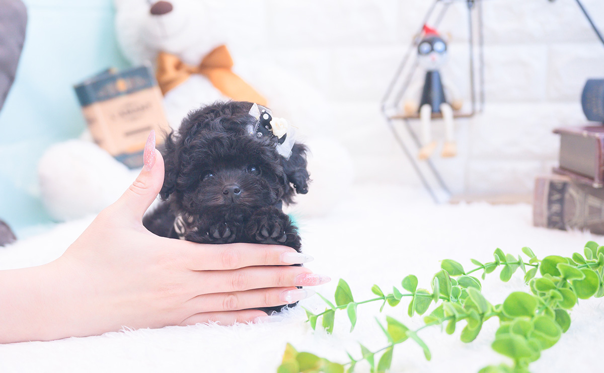 ティーカッププードルのブラックの男の子｜2025年11月25日生まれ｜No.11067｜画像0枚目