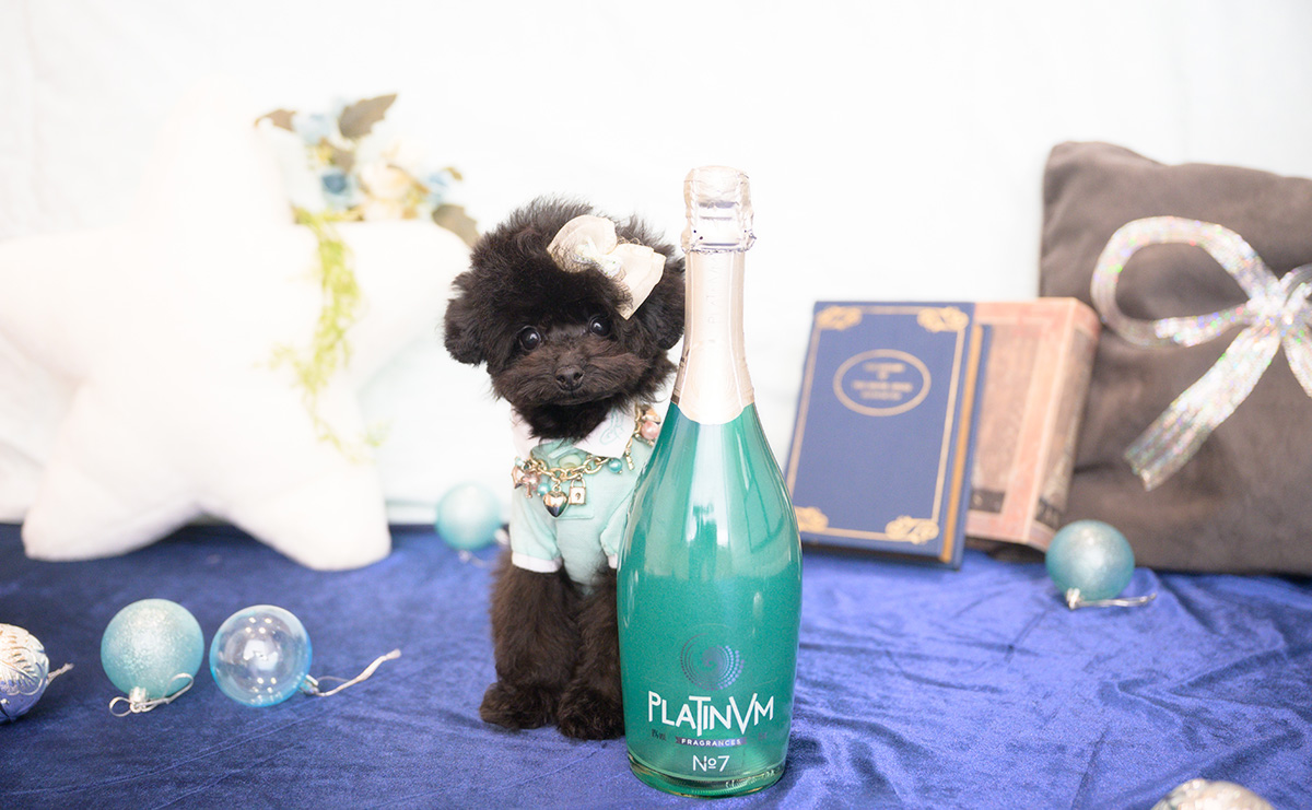 ティーカッププードルのブラックの男の子｜2025年11月25日生まれ｜No.11111｜画像4枚目