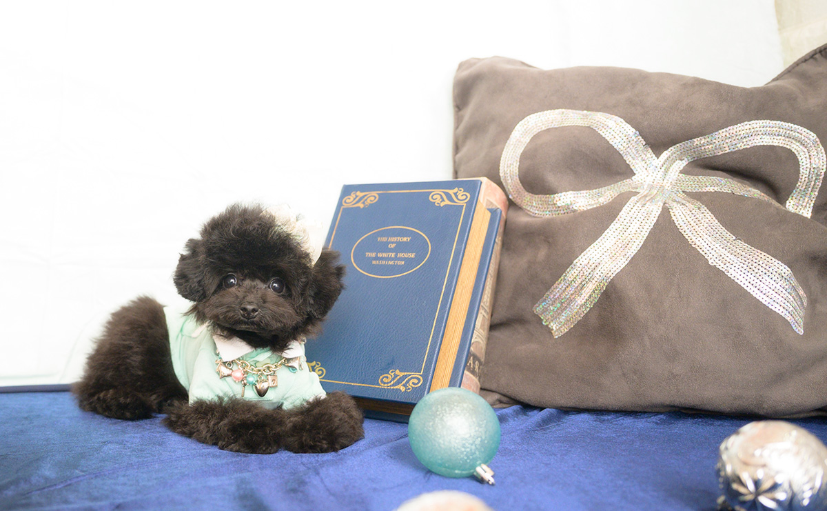 ティーカッププードルのブラックの男の子|2025年11月25日生まれ|No.11111|画像1枚目