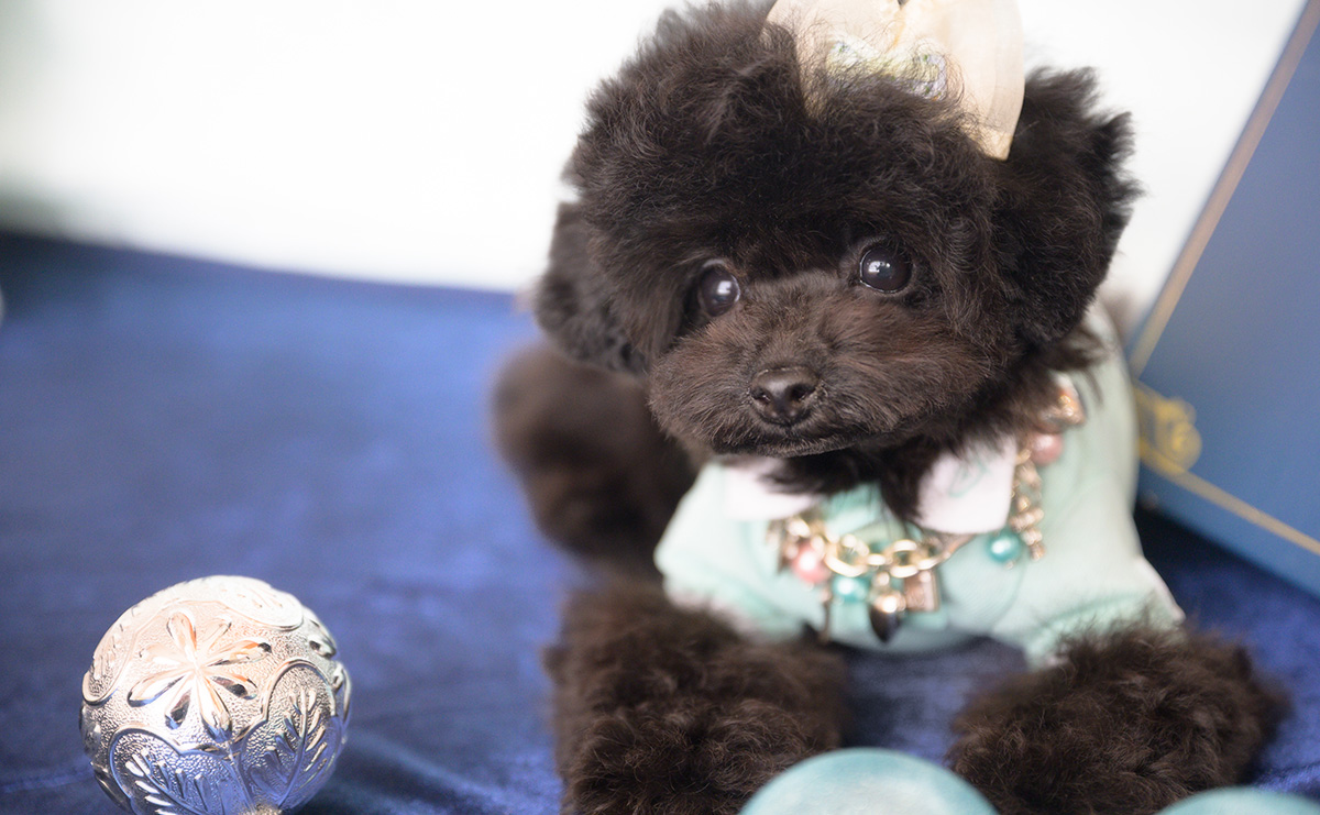 ティーカッププードルのブラックの男の子|2025年11月25日生まれ|No.11111|画像2枚目