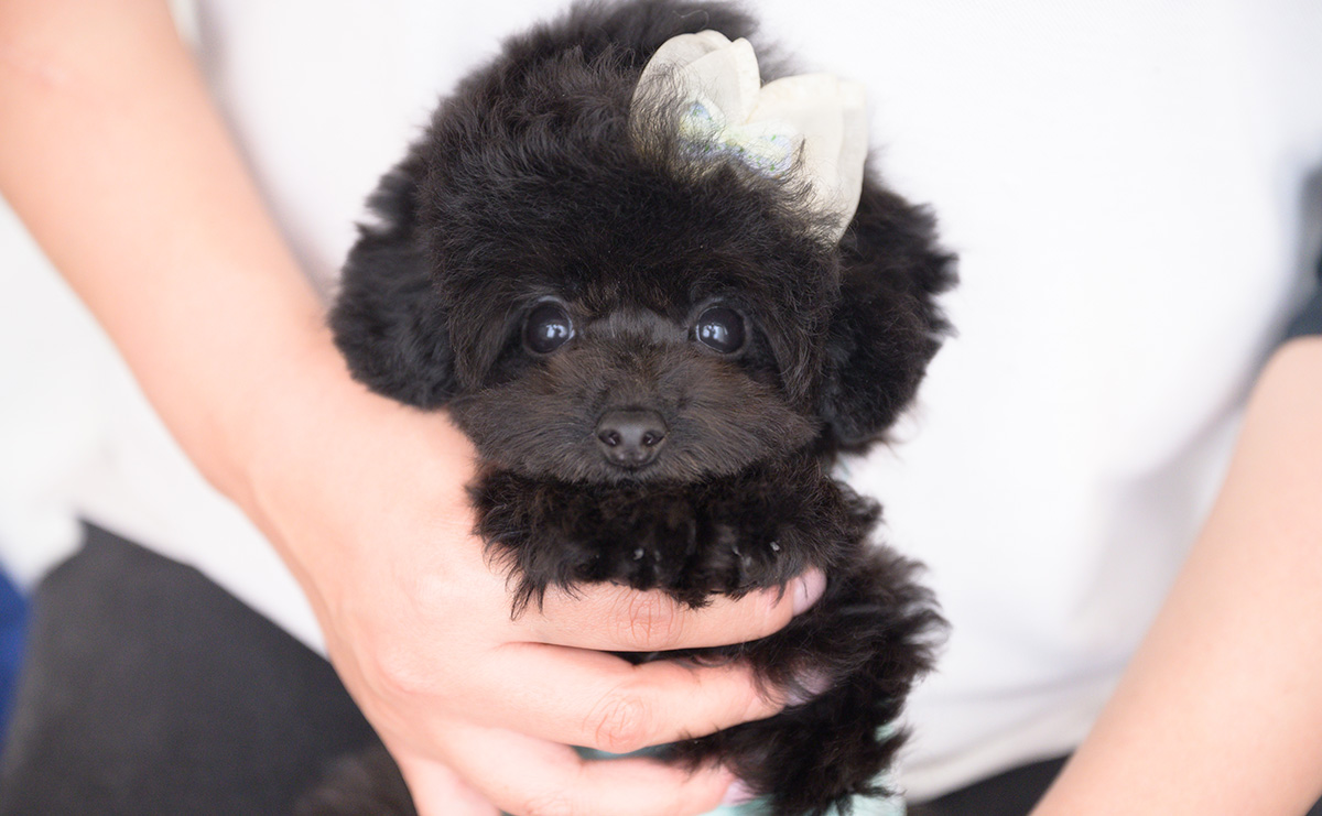 ティーカッププードルのブラックの男の子|2025年11月25日生まれ|No.11111|画像0枚目