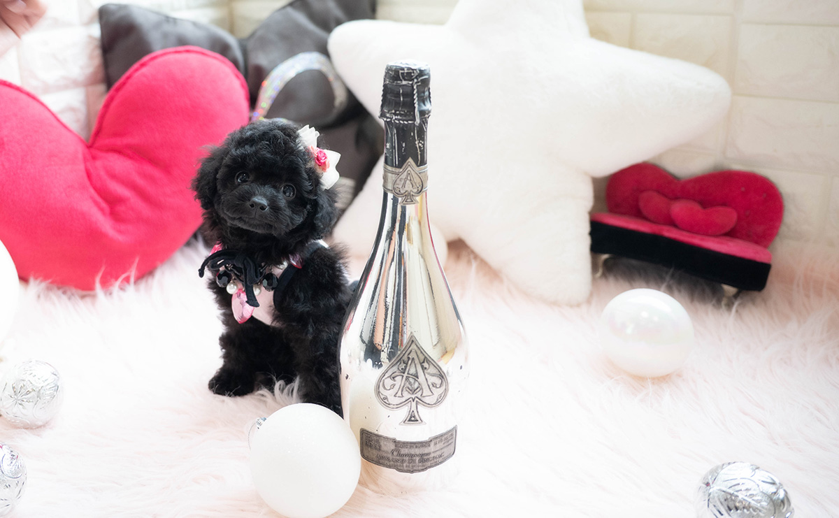 タイニープードルのブラックの女の子｜2026年1月6日生まれ｜No.11118｜画像1枚目