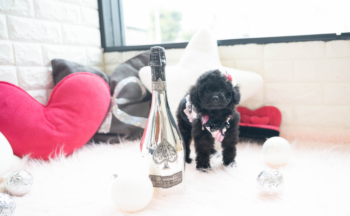 タイニープードルのブラックの女の子｜2026年1月6日生まれ｜No.11118｜画像2枚目