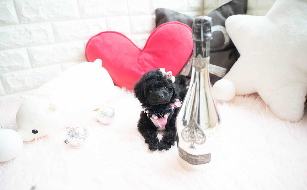 タイニープードルのブラックの女の子｜2026年1月6日生まれ｜No.11118｜画像3枚目