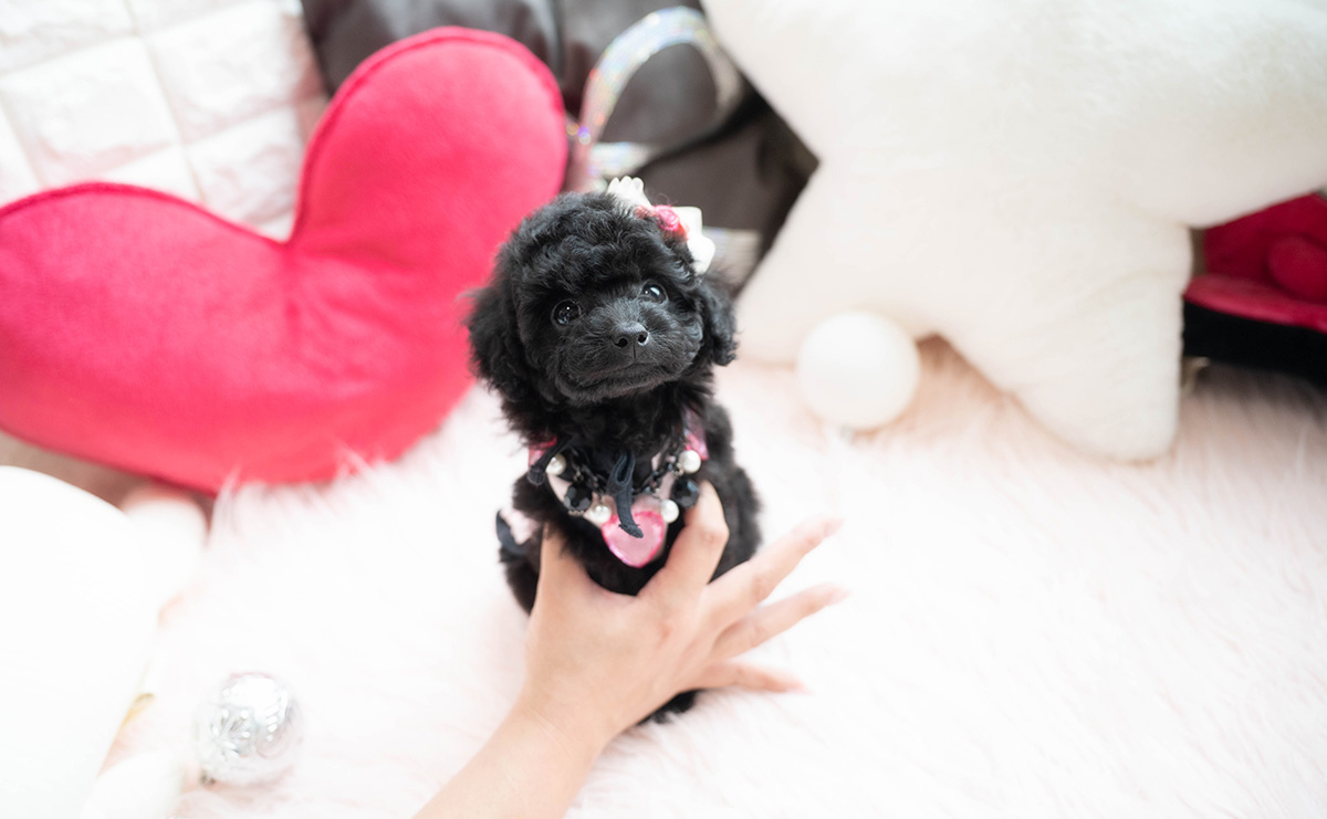 タイニープードルのブラックの女の子｜2026年1月6日生まれ｜No.11118｜画像0枚目