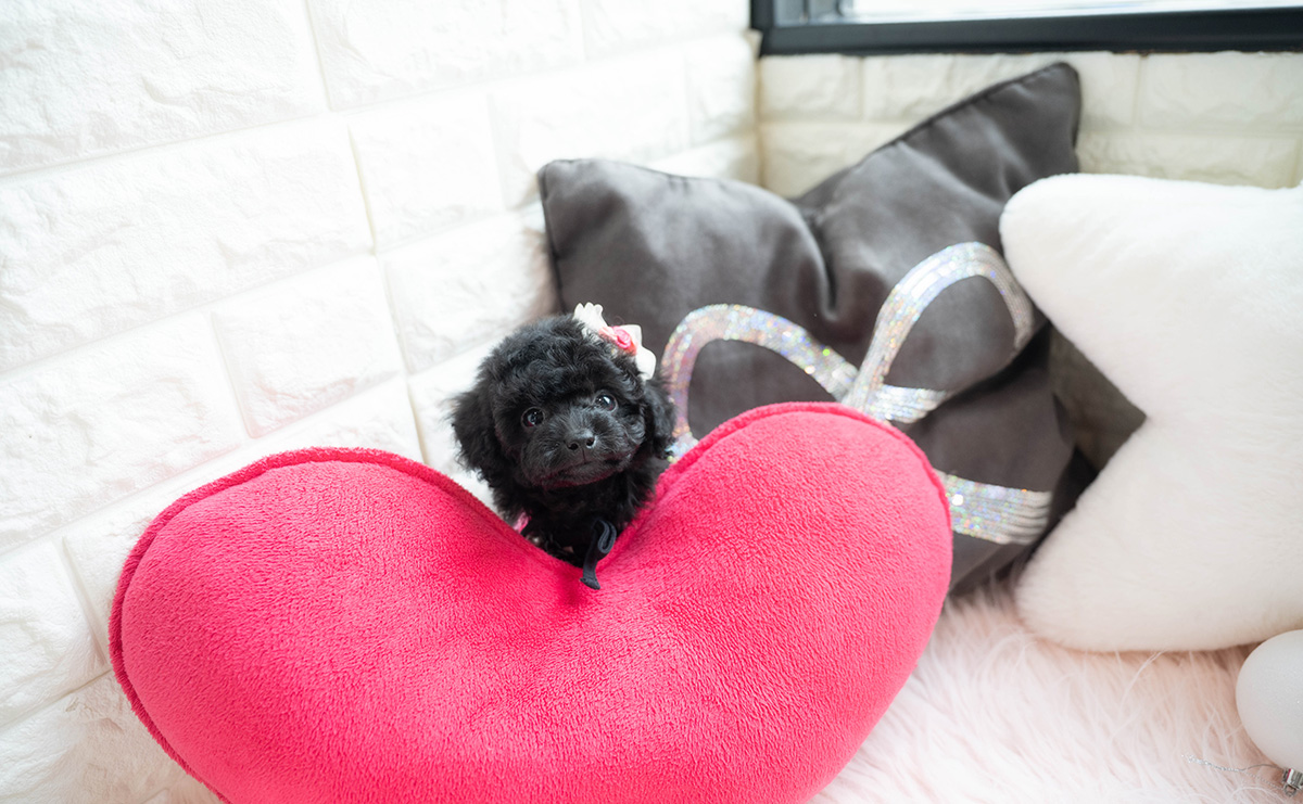 タイニープードルのブラックの女の子｜2026年1月6日生まれ｜No.11118｜画像4枚目