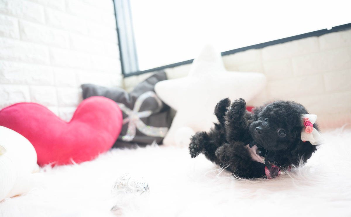 タイニープードルのブラックの女の子｜2026年1月6日生まれ｜No.11118｜画像5枚目