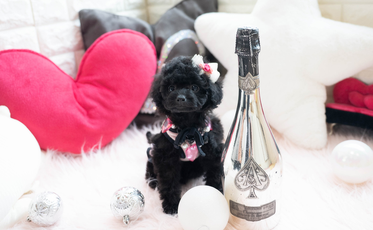 タイニープードルのブラックの女の子｜2026年1月6日生まれ｜No.11118｜画像6枚目