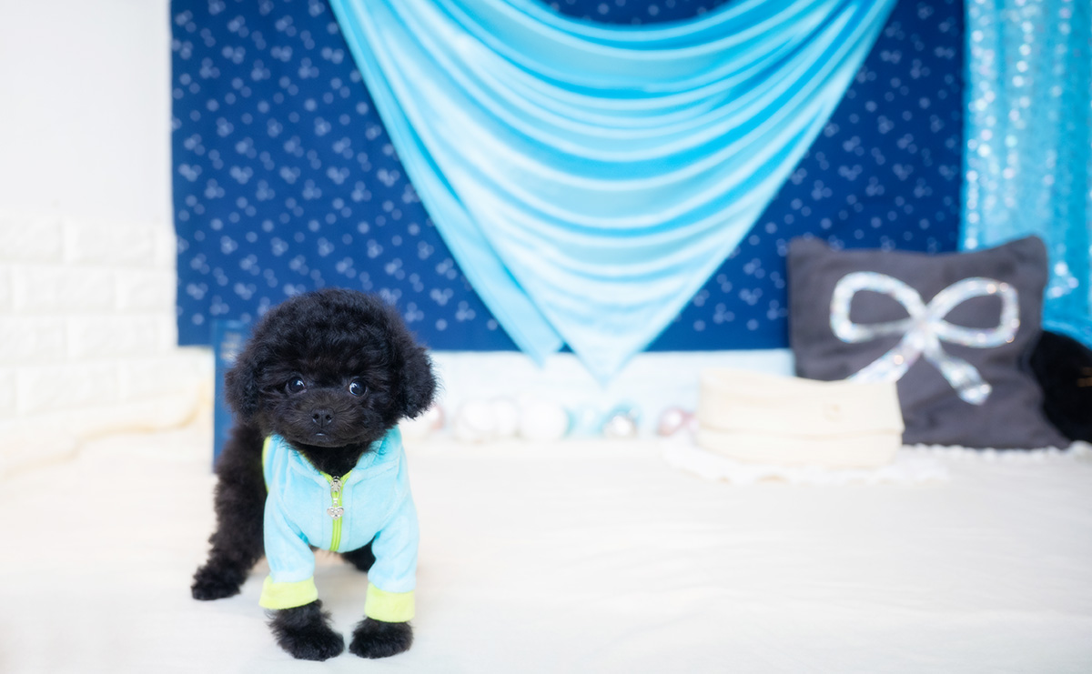 タイニープードルのブラックの男の子｜2026年1月6日生まれ｜No.11135｜画像0枚目
